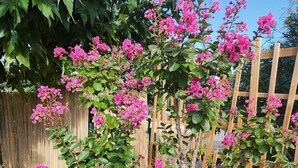 Un giardino con una pianta fiorita, circondato da una recinzione di legno e ciottoli.