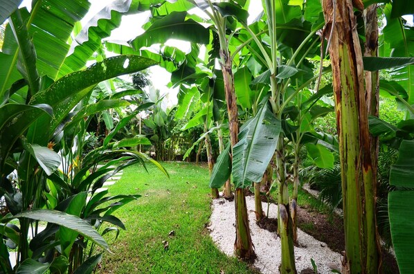 A lush garden with banana trees and other tropical plants.