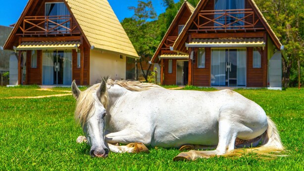 A white horse lying on a grassy lawn in front of a wooden cabin with a sloped roof. - Villa Park Chalés  (Penha)