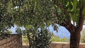 Un arbre avec des feuilles et des branches, situé dans un espace pavé de pierres.