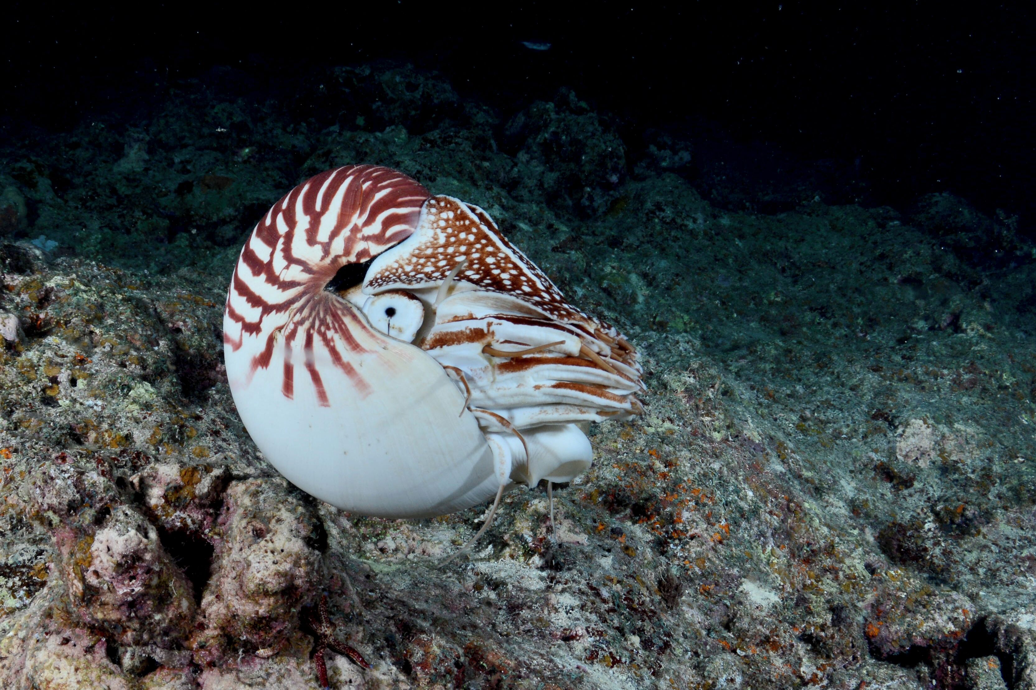 Photo - South Pacific Memories