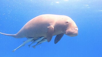 Un gran mamífero marino nadando bajo el agua.