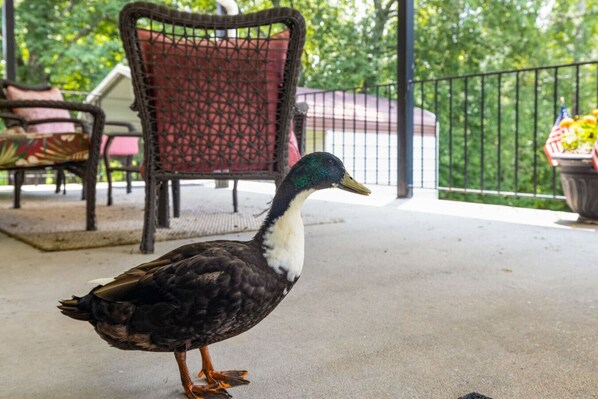 A duck standing on a concrete patio with a chair and a fence in the background.