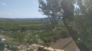 Un paysage de vignoble avec un mur de pierre et un olivier au premier plan.