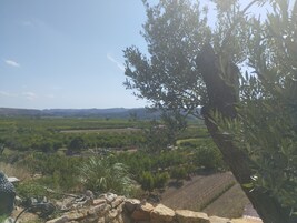 Paisaje de viñedo con un muro de piedra y un olivo al frente.