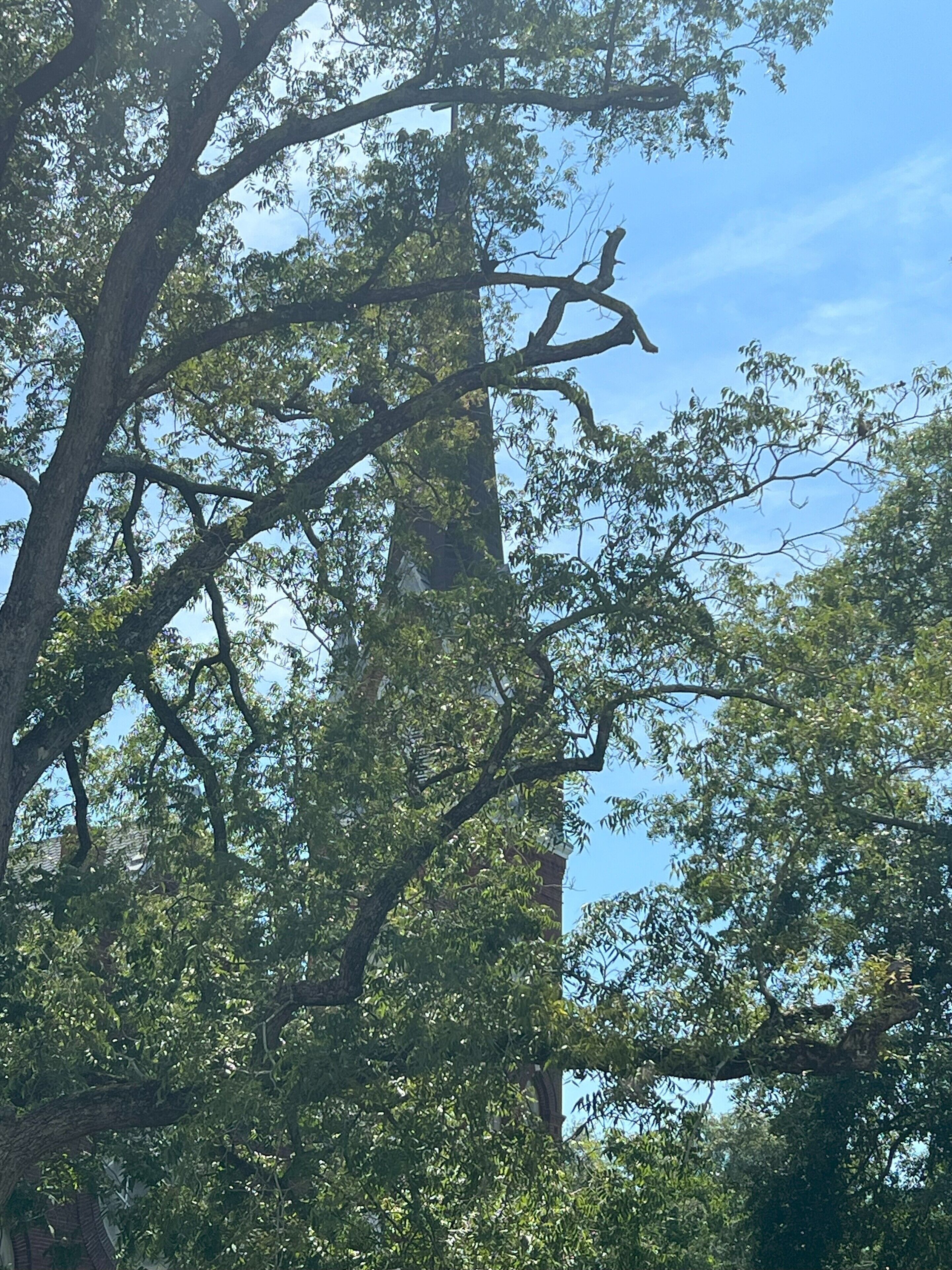 A large tree with dense foliage and a clear blue sky in the background.