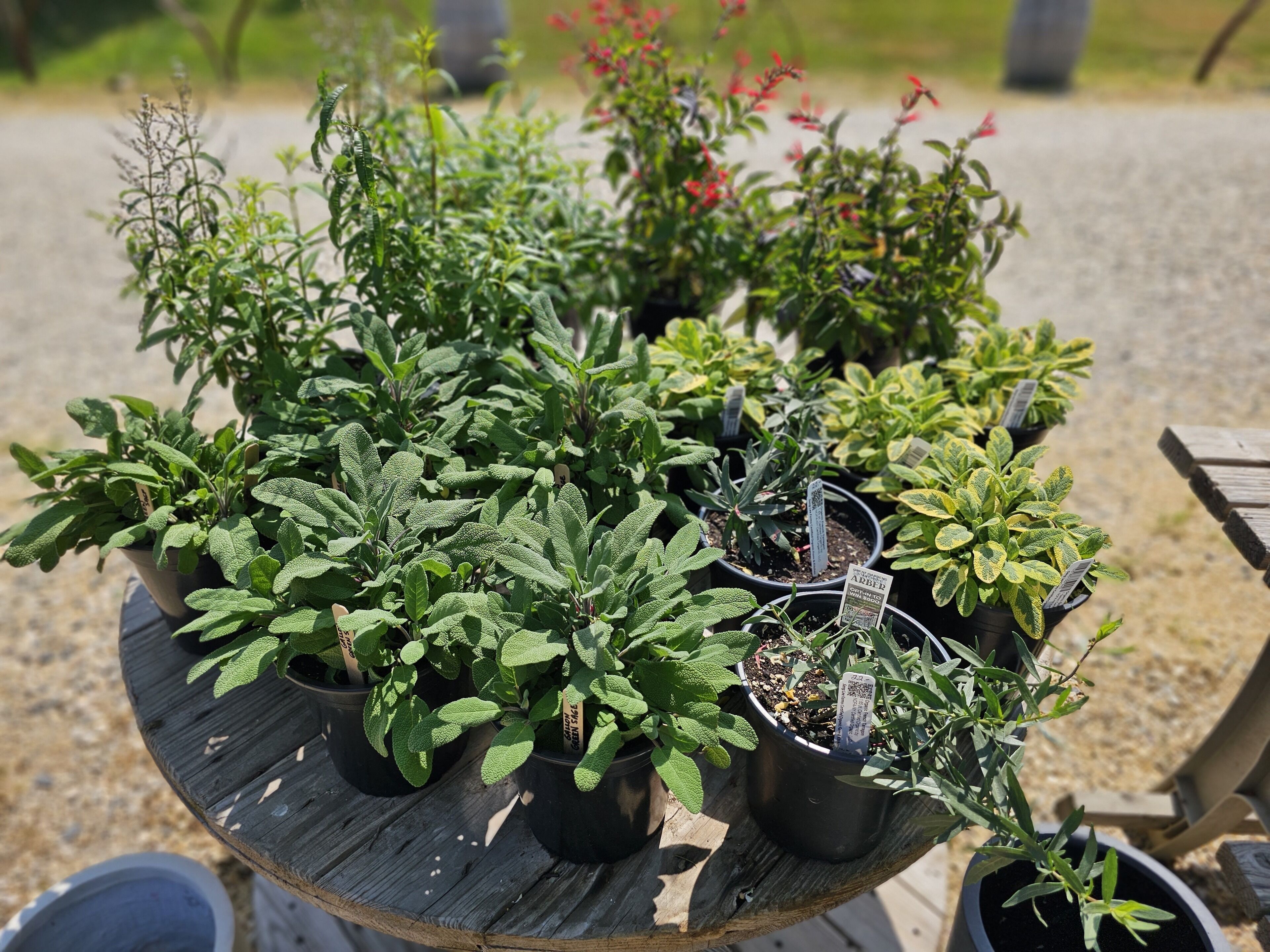A wooden table with multiple potted plants, including some with tags, likely in a garden center or outdoor setting.