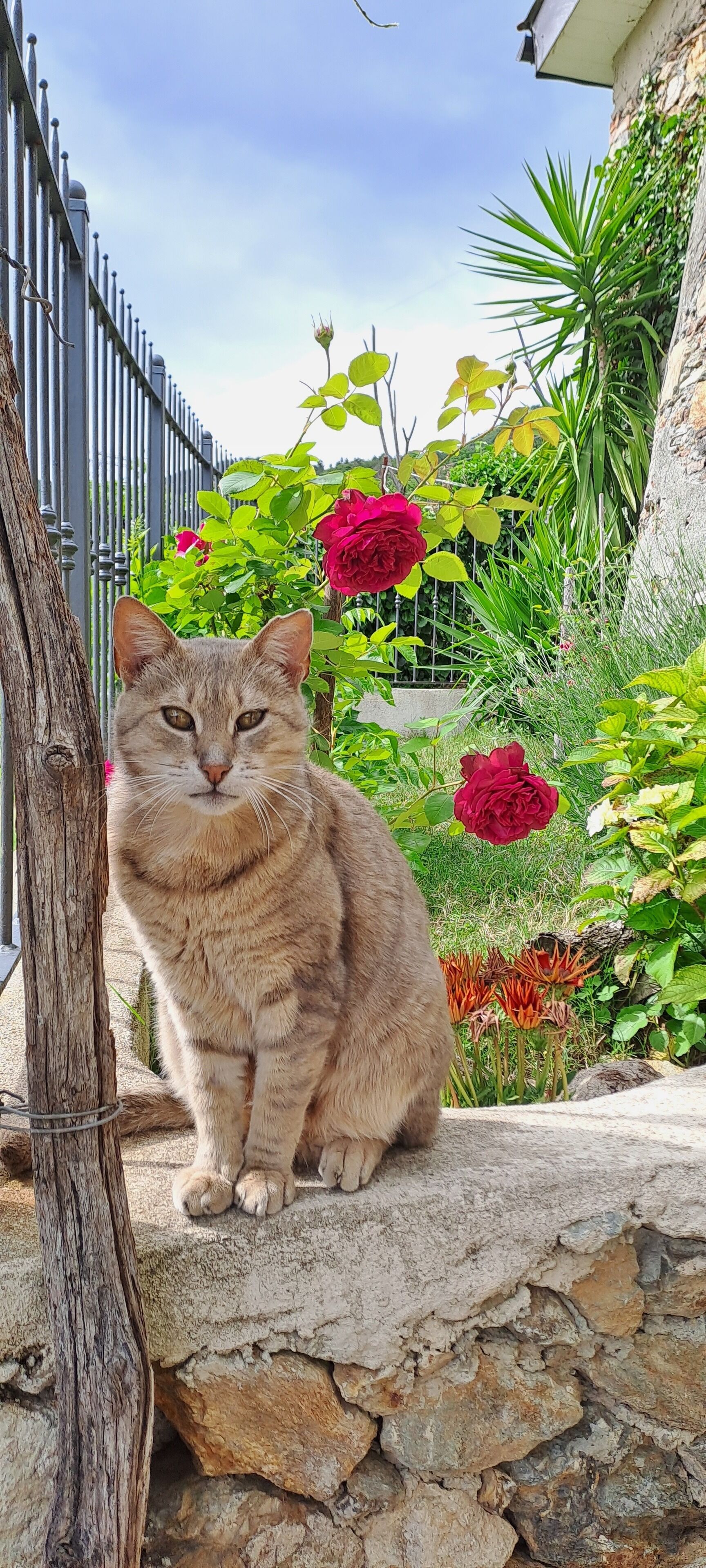 A cat sitting on a stone ledge in a garden with a metal fence and various plants in the background.