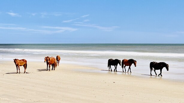 A beach with horses walking along the shore. - SemiSecluded OBX Beach House, Heated Pool&Hot Tub, Beach Access, Pinball, Arcade (Corolla)