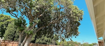 Hidden gem in Silicon Valley.
