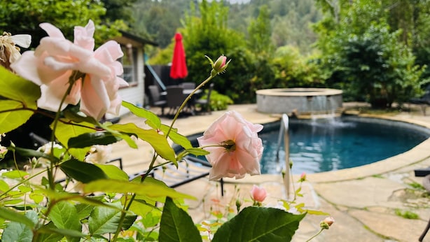 A swimming pool surrounded by lush greenery and a red umbrella. - Reflections Main House + 3 Cottages w/Baths + Hot Tub, Pool & Dog Friendly (Guerneville)