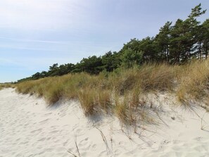 Una playa arenosa con pastos altos y árboles al fondo.
