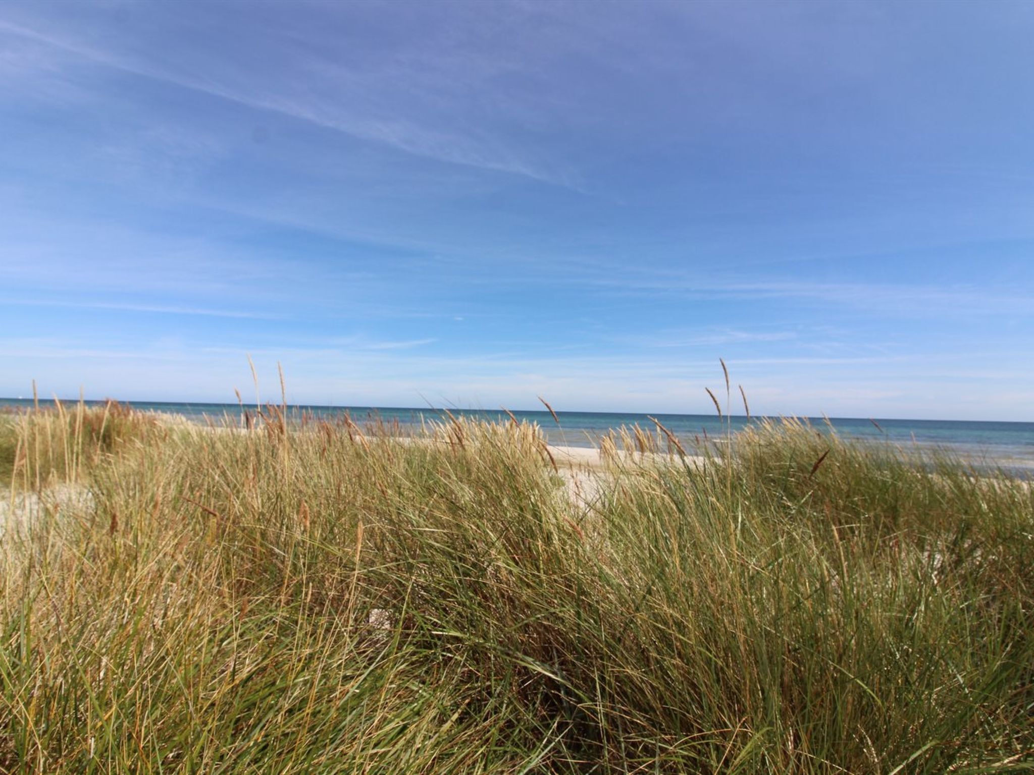 En strand med højt græs i forgrunden og en klar himmel.