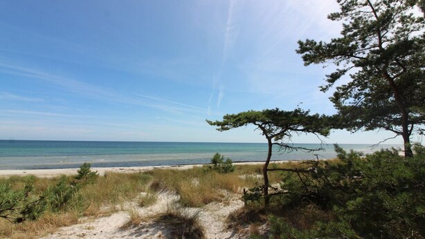 A beach with a clear sky, sandy dunes, and a pine tree.