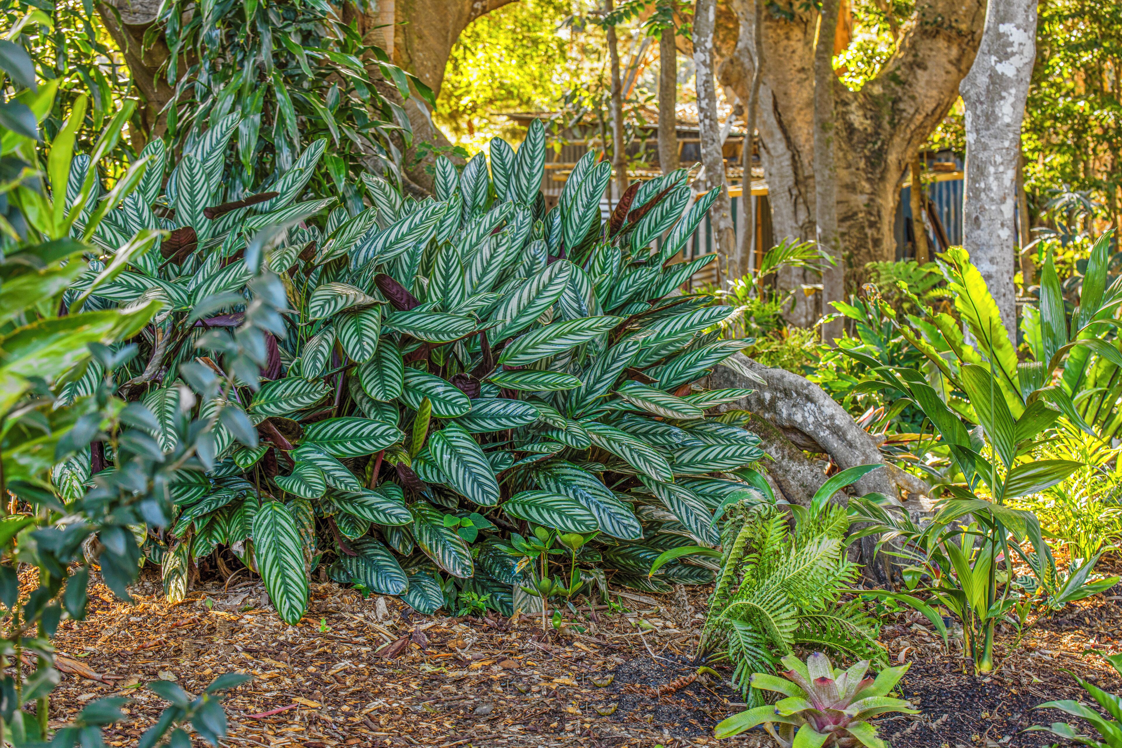 A lush garden with various plants and trees.