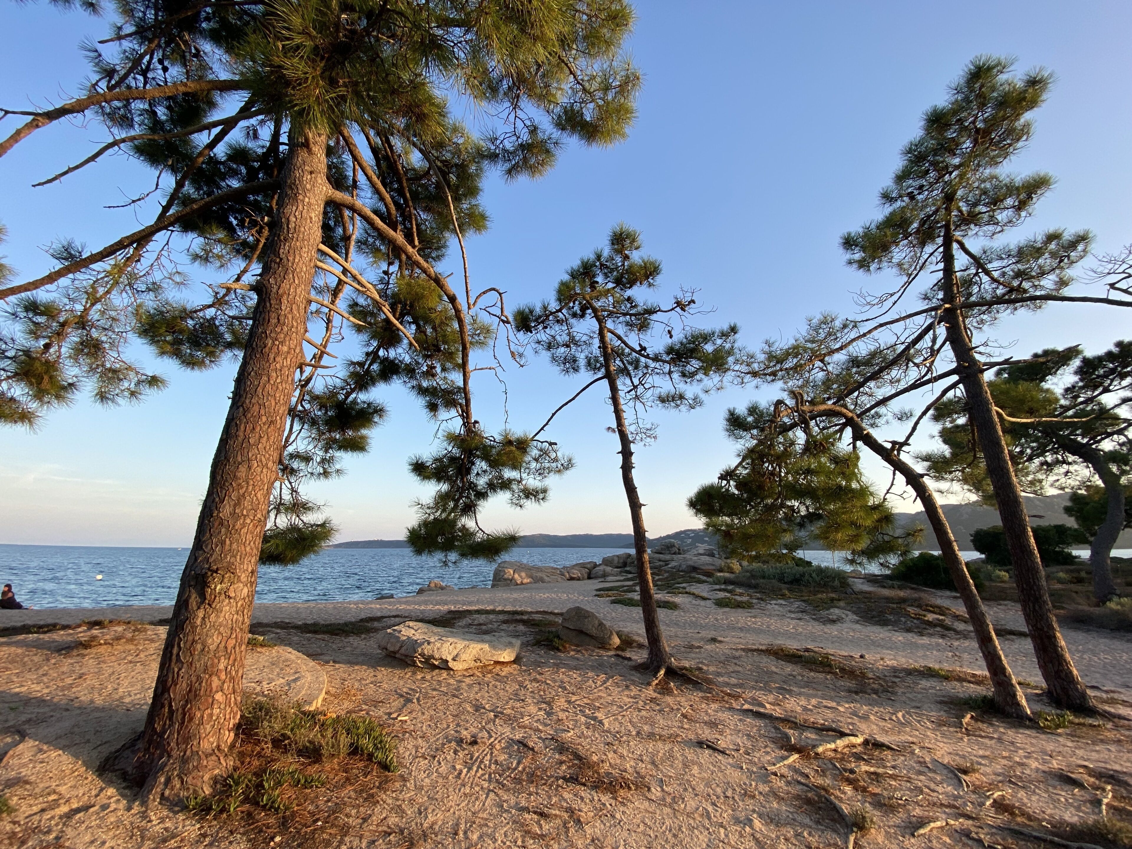 En stenet strand med fyrretræer og kig til havet.