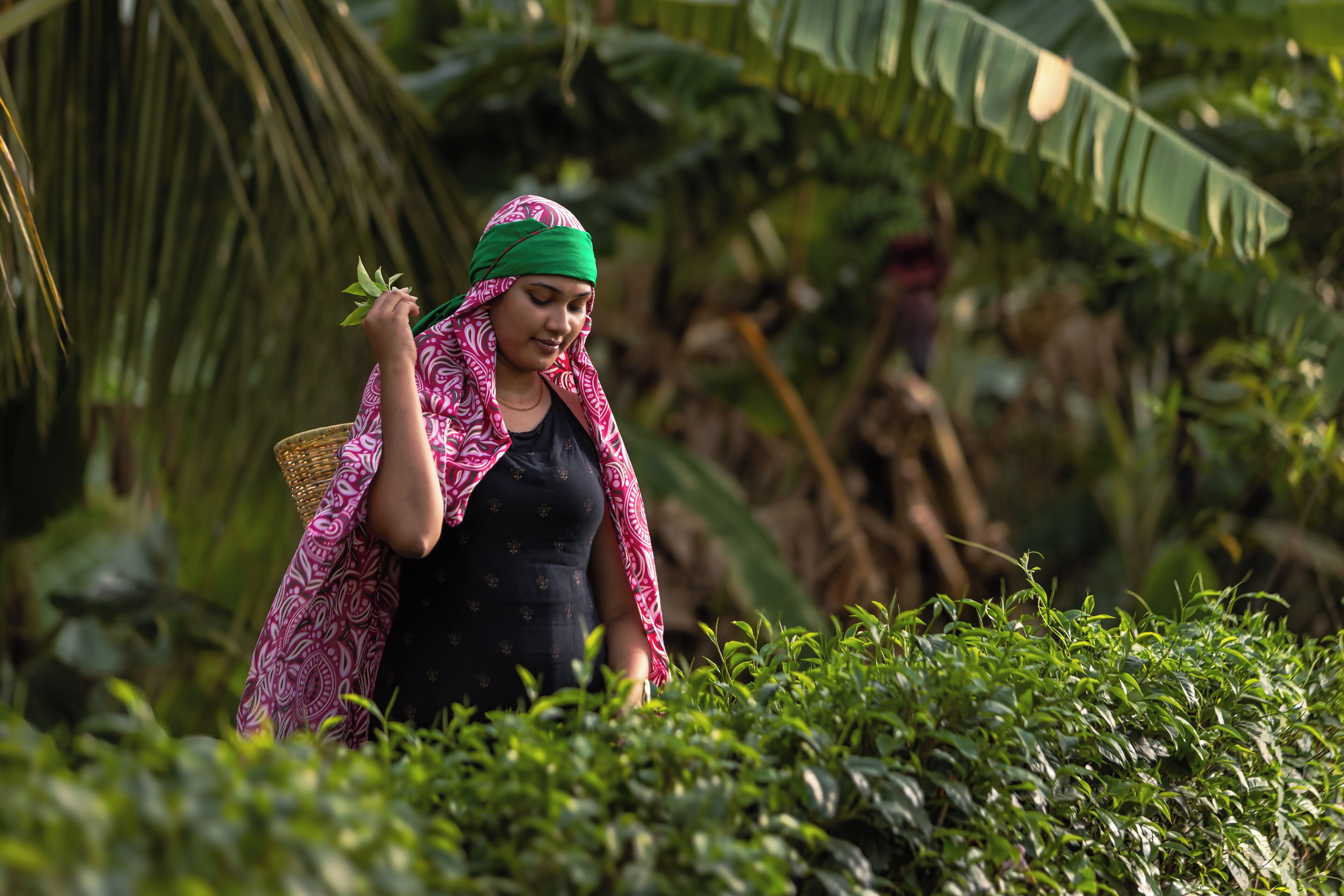 A person in a black dress and pink patterned shawl walking through a lush, green environment with dense foliage and a palm tree in the background.