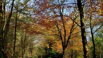 A forest trail with a sign for the Ingleborough Estate Nature Trail.