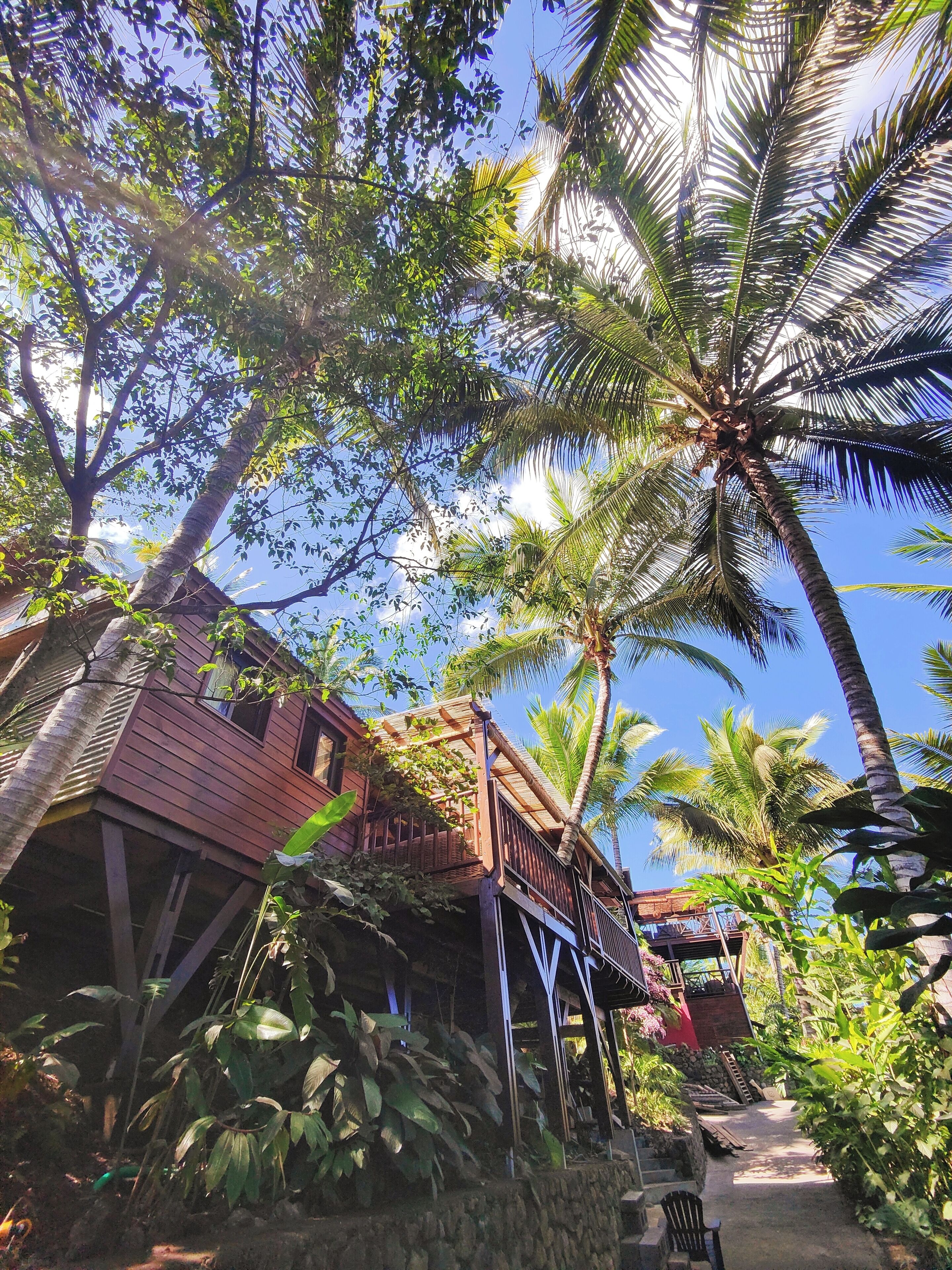 Une maison en bois dotée d’un balcon, entourée d’une végétation luxuriante et de palmiers.