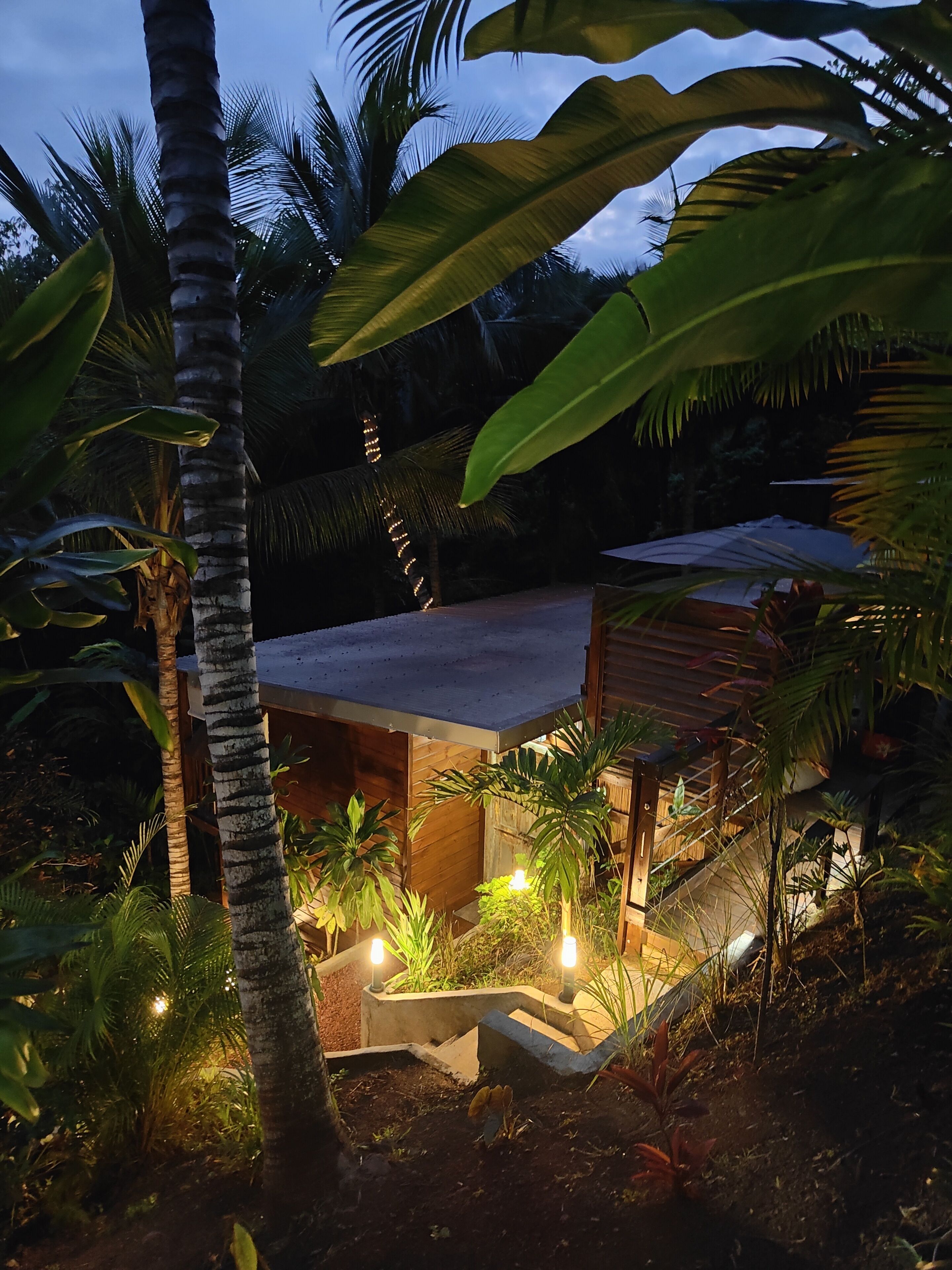A tropical garden with a wooden structure, surrounded by lush greenery and palm trees.