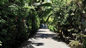 A narrow pathway flanked by dense foliage and a large banana plant.