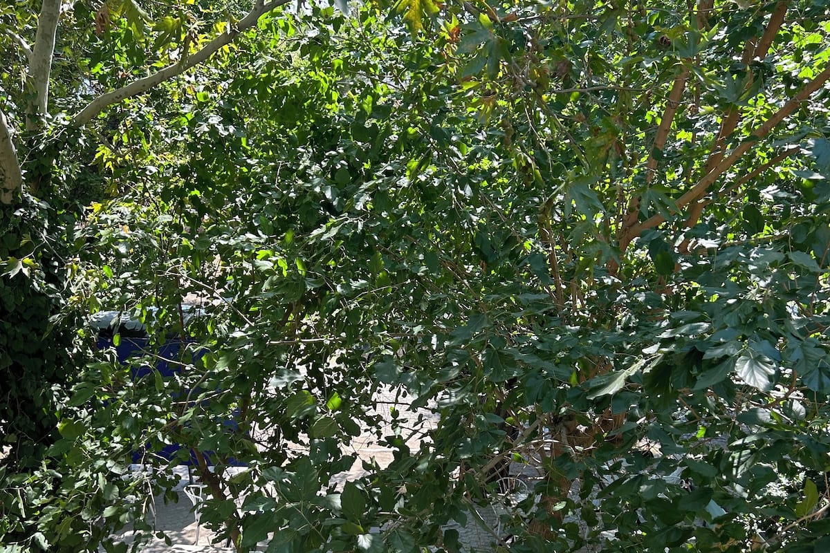 Un balcón con barandilla de metal, rodeado de exuberante follaje verde y un camino de piedra.