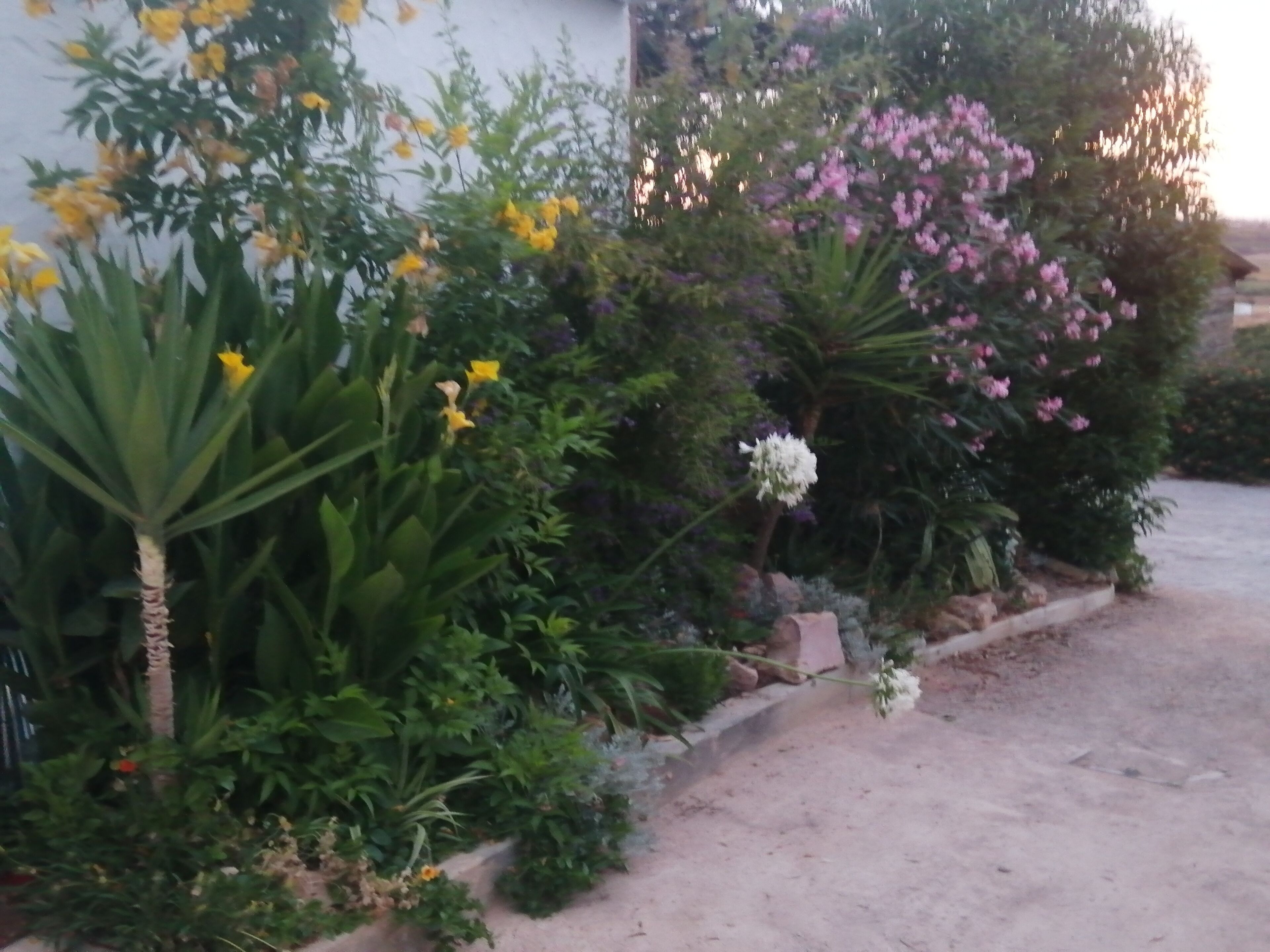 Un jardín con diversas plantas y flores, un camino y un edificio al fondo.