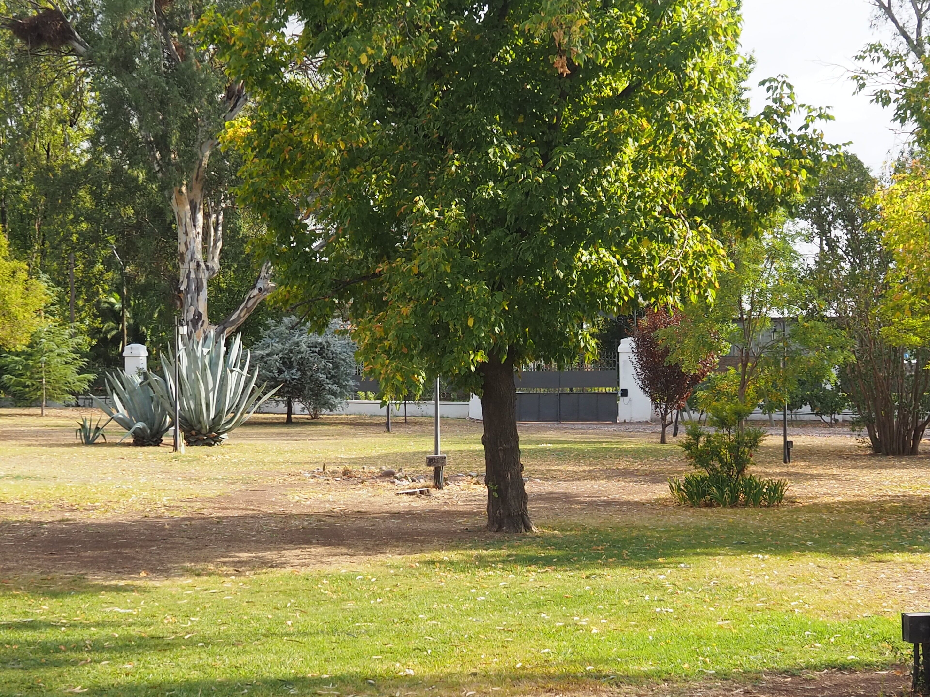 A park with various trees, including a large one with dense foliage, and some agave plants.