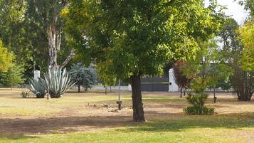 A park with various trees, including a large one with dense foliage, and some agave plants.