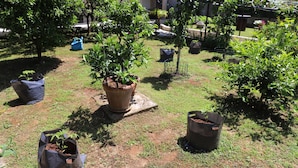 Un jardin agrémenté de diverses plantes et arbres en pot, certains étant dans des sacs noirs et d’autres dans des pots en terre cuite.