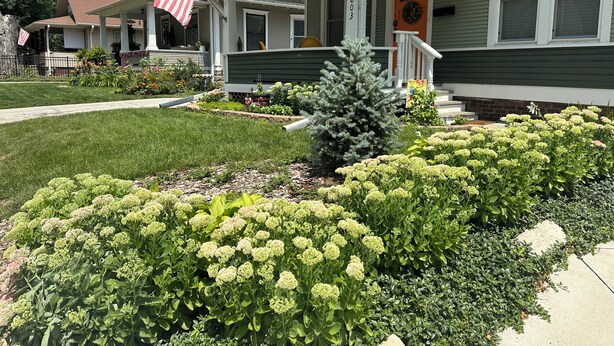 A residential house with a green front porch, a small evergreen tree, and a well-maintained garden with hydrangeas.