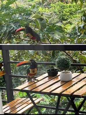 Property grounds - Forest View, 8 Min to Manuel Antonio Beach #3 (Quepos)