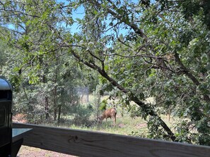 Property grounds - Enjoy a relaxing stay in this mountain home with open layout and spacious deck. (Pinetop-Lakeside)