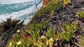 Paisaje costero con un acantilado, olas del océano y vegetación.