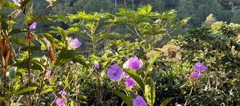 Juayúa - Casa de La Luna - ven con Familia o Amigos a la Montaña