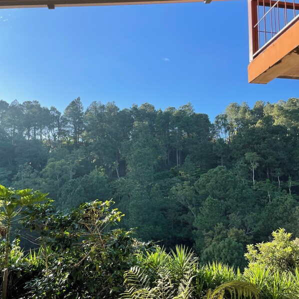 A view of a dense forest from a building's balcony.