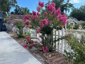 Property grounds - Florida Cottage New Port Richey Sunset Cruise Fishing, Close to Beaches Sleeps 6 (New Port Richey)