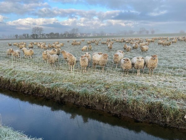 Un grand troupeau de moutons paît dans un champ, avec une étendue d'eau en premier plan.