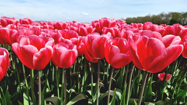A field of red tulips. - Einzigartiges Ländliches Ferienhaus in der Nähe des Wattenmeeres (Slootdorp)