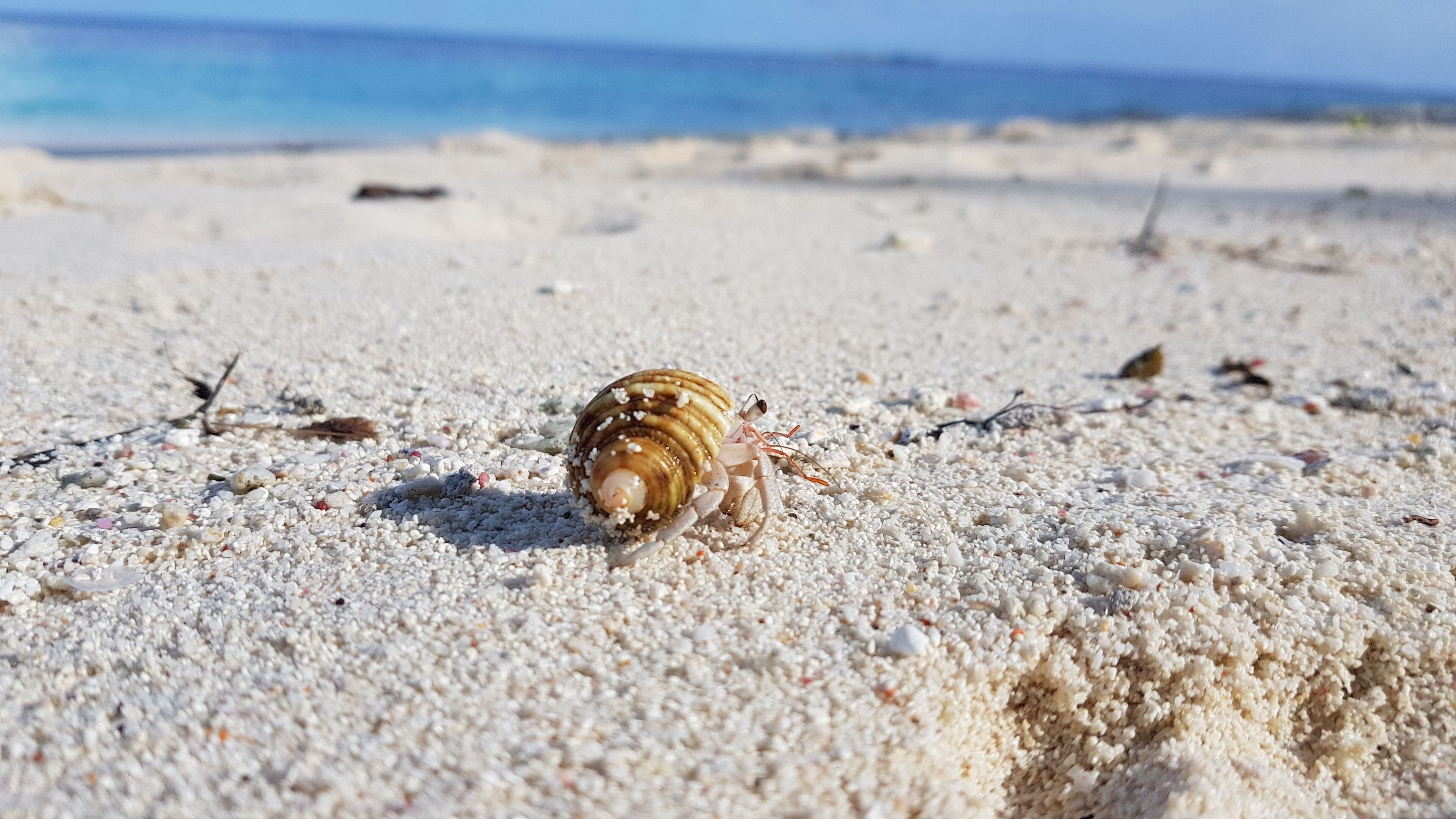 Une scène de plage avec un escargot sur le sable.