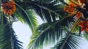 Una palmera con racimos de frutos anaranjados.
