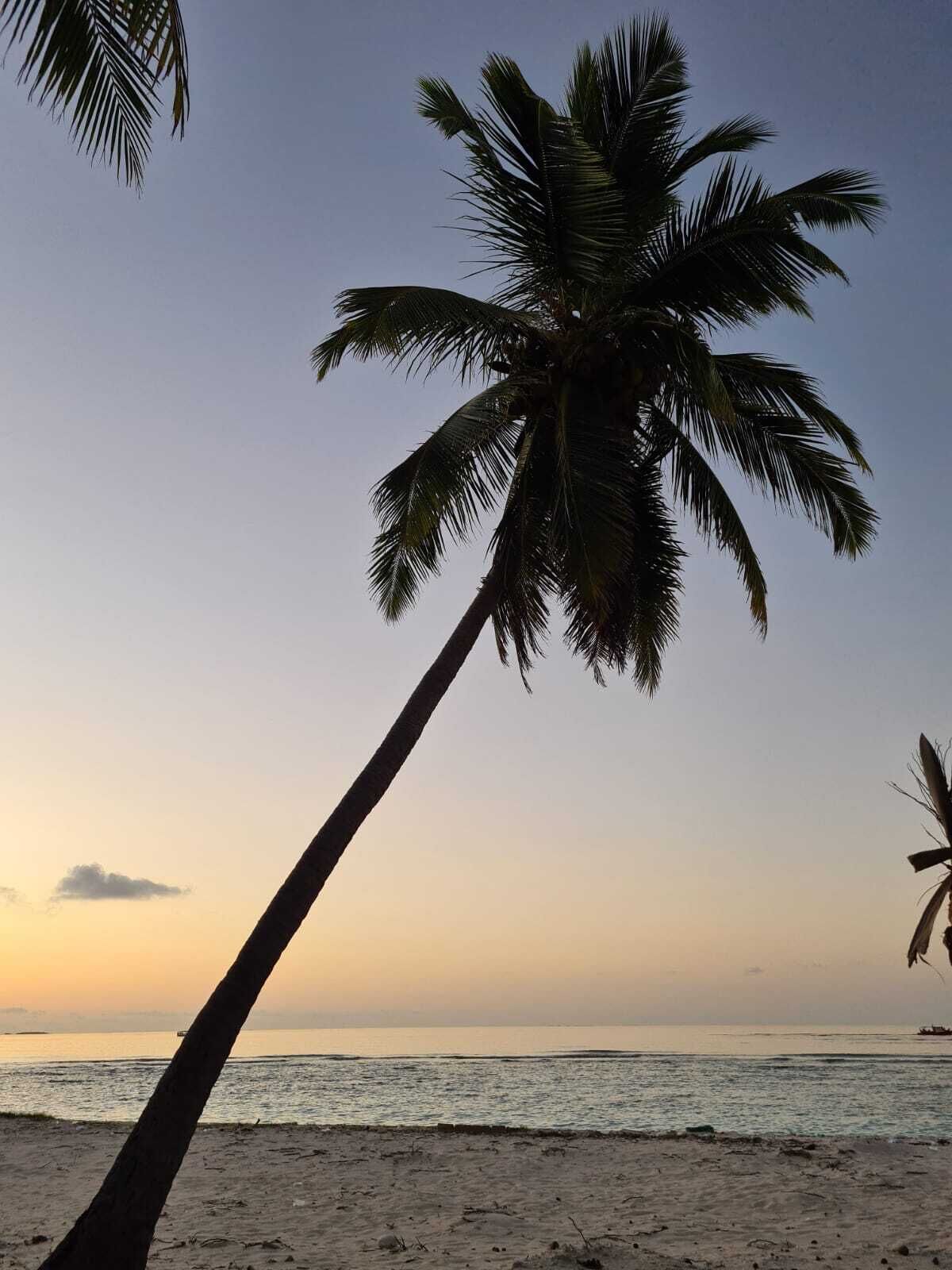 Escena de platja amb una palmera i vista clara de l'oceà.