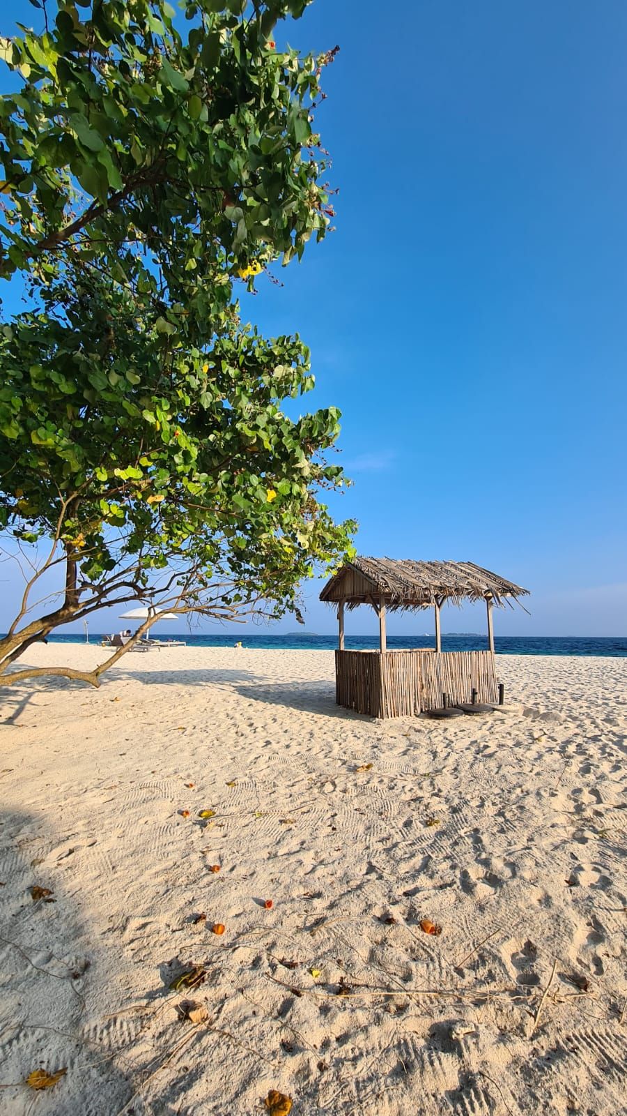 A beach with a thatched structure and a tree providing shade.