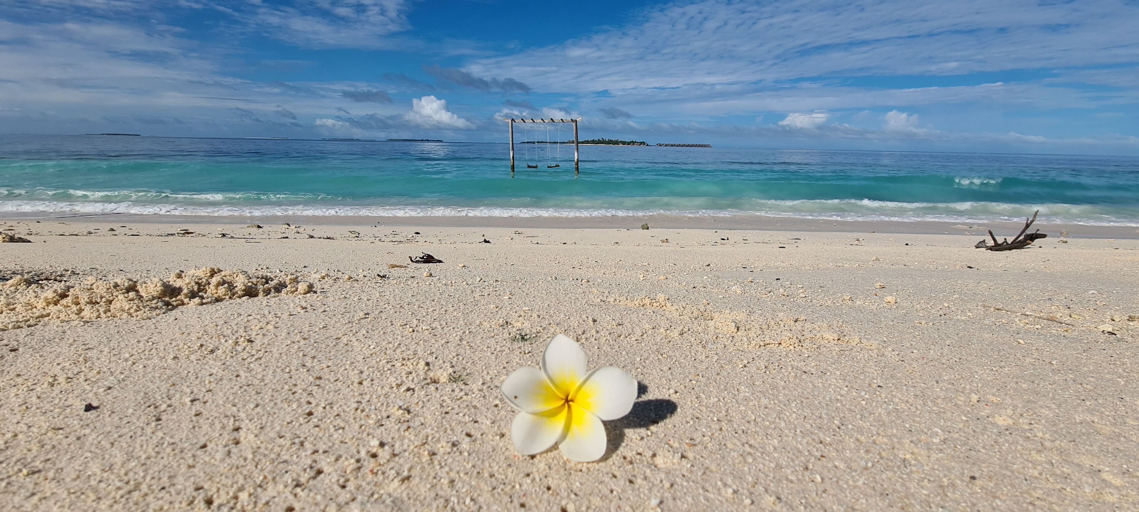 A beach with a single flower in the foreground, clear turquoise water, and a swing set in the background.