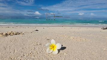 A beach with a single flower in the foreground, clear turquoise water, and a swing set in the background.