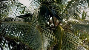 A table set for two with glasses and plates, surrounded by chairs, in a tropical setting with palm trees and a view of the beach. - Six Senses La Sagesse (St. David)