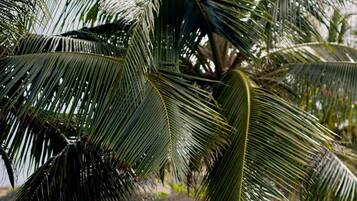 3 restaurantes; se sirve desayuno, almuerzo y cena; cocina caribeña