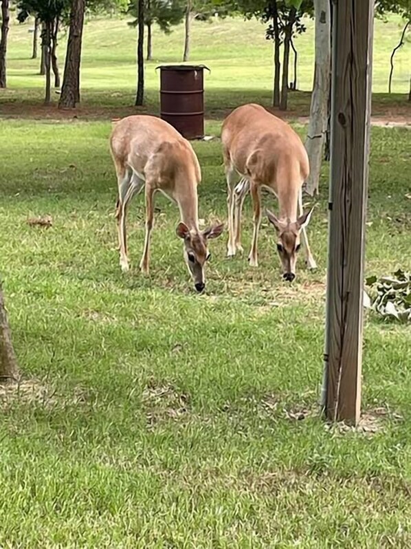 Two deer grazing in a grassy field with trees and a wooden post in the foreground.