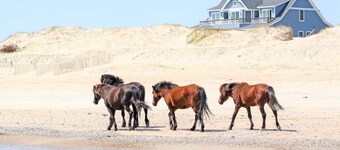 Vacation Cottage – Enjoy 4WD Beach, Hottub, Wild Horses & Canalfront Views