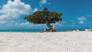 Un arbre sur une plage de sable, avec un ciel bleu clair et une mer calme.